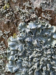 Punctelia borreri