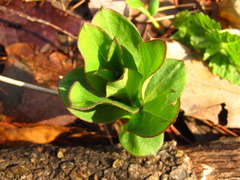 Lysimachia clethroides