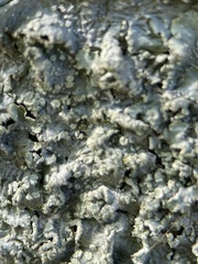 Punctelia borreri