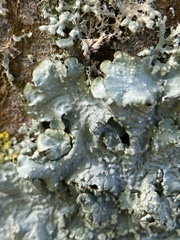 Punctelia borreri