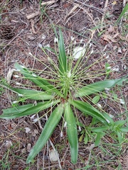 Scilla peruviana elongata