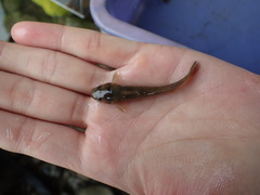 Tachysurus brevianalis