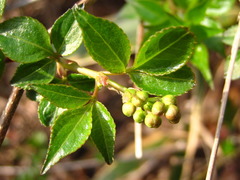 Staphylea bumalda