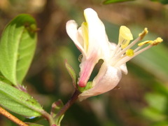 Lonicera harae