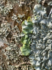 Punctelia borreri