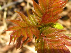 Toxicodendron trichocarpum