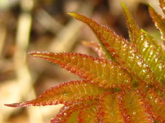 Toxicodendron trichocarpum