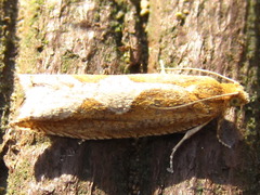 Ancylis repandana