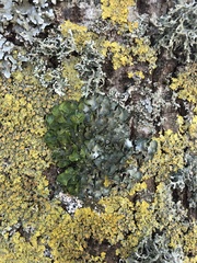 Pleurosticta acetabulum
