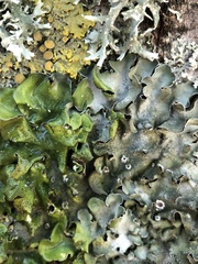 Pleurosticta acetabulum