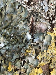 Pleurosticta acetabulum