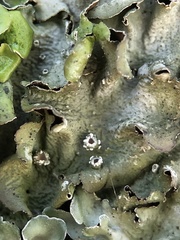 Pleurosticta acetabulum