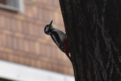 Dendrocopos major