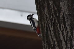 Dendrocopos major