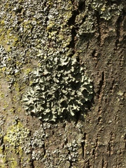 Pleurosticta acetabulum