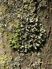 Pleurosticta acetabulum