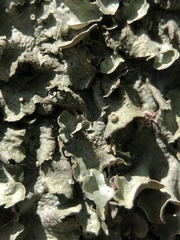 Pleurosticta acetabulum