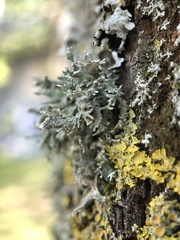 Evernia prunastri