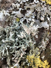 Evernia prunastri