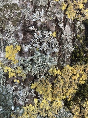 Evernia prunastri
