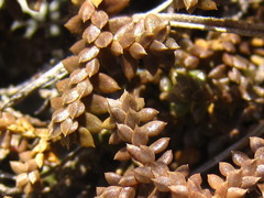 Selaginella rossii