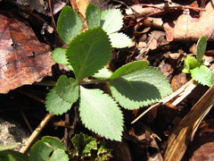 Angelica decursiva