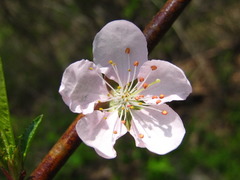 Prunus davidiana