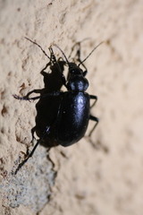 Calosoma maderae
