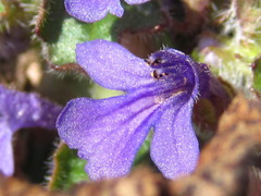 Ajuga decumbens