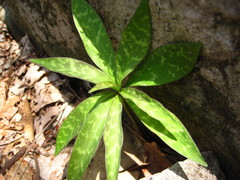 Lilium tsingtauense