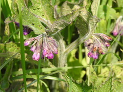 Symphytum officinale