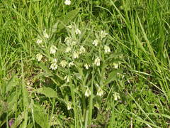 Symphytum officinale