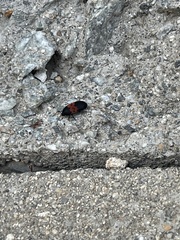 Dermestes vorax