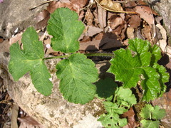 Heracleum moellendorffii