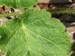 Heracleum moellendorffii