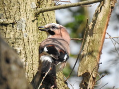 Garrulus glandarius