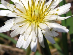 Taraxacum coreanum