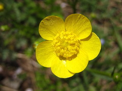 Ranunculus japonicus