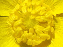 Ranunculus japonicus