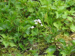 Cardamine pratensis