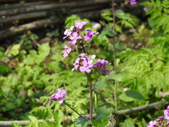Lunaria annua