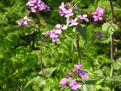 Lunaria annua