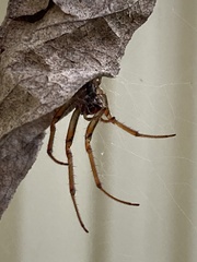 Phonognatha graeffei