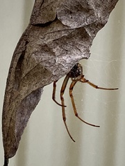 Phonognatha graeffei