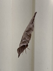 Phonognatha graeffei