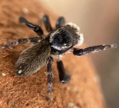 Maratus griseus