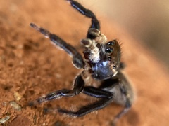 Maratus griseus