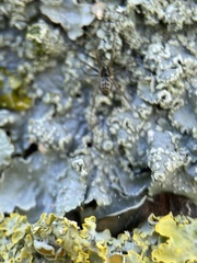Araneae