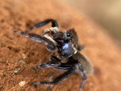Maratus griseus