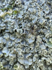 Araneae